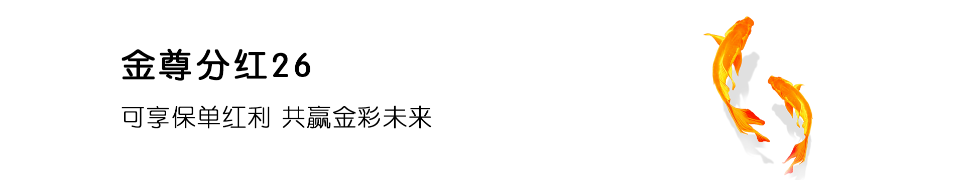 金尊分红26